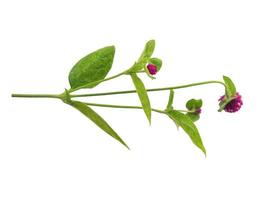 Globe amaranth or Gomphrena globosa green leaf on white background photo