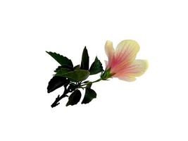 flor de cultivo de hibisco aislado sobre fondo blanco foto