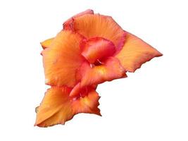 Canna lily flower isolated on white background photo