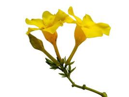 Allamanda cathartica flower isolated on white background photo