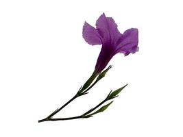 Purple ruellia tuberosa flower isolated on white background photo