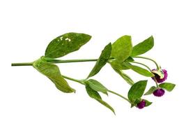 Globe amaranth or Gomphrena globosa green leaf on white background photo