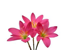 Zephyranthes lily flower isolated on white background