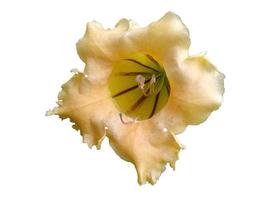 Angel's trumpet flower isolated on white background photo