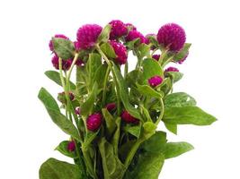 Globe amaranth or Gomphrena globosa with green leaf on white background photo