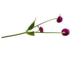 Globe amaranth or Gomphrena globosa green leaf on white background photo