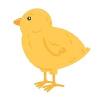 Little Chick in cartoon style vector