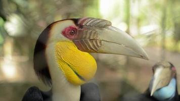 Close up a couple Wreathed Hornbill which the male has a yellow face and throat patch.