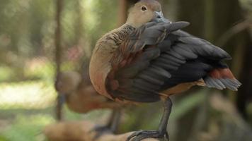 Close up Lesser Whistling Teals or Tree Nesting Ducks perched on a log and cleaning their feathers in the cage. video