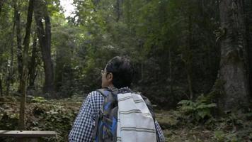 mochilero femenino caminando por la selva en la mañana de verano. video