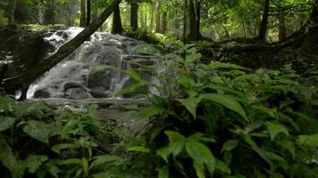 bellissimo scenario di cascata con acqua che scorre dalla montagna nella foresta.