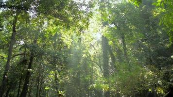 vackert landskap av naturliga gröna träd i tropisk skog under upplysande morgonsolstråle. video