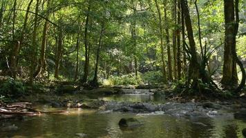 Beautiful morning scene of water stream under the shade in tropical forest. video