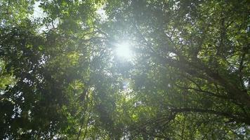 vista de baixo para cima de árvores de folhagem exuberante com sol da tarde. video