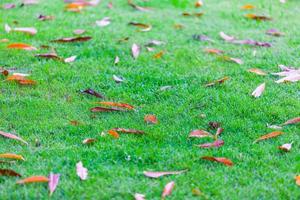 Green lawn in the city park with dried leaves photo