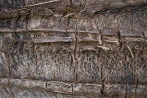 coconut tree trunk texture photo