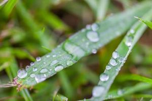 gotas de agua sobre la hierba verde