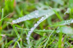 gotas de agua sobre la hierba verde