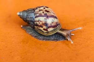 Snail crawling on the floor photo