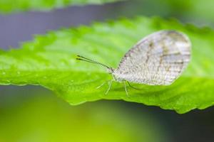 hermosa mariposa blanca posada en una hoja foto