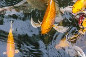 Japanese koi fish  swimming in the pond photo