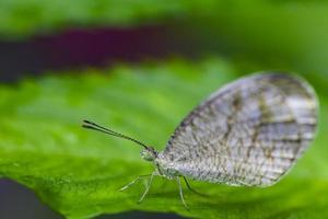 Beautiful  White butterfly perched on a leaf photo
