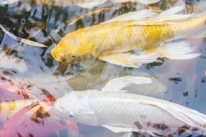 Japanese koi fish  swimming in the pond photo