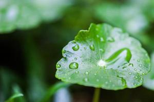 Raining on Green Lotus leaf with water drop photo