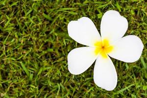 Frangipani Flower or Plumeria on grass photo