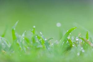 hierba verde fresca con gotas de agua foto