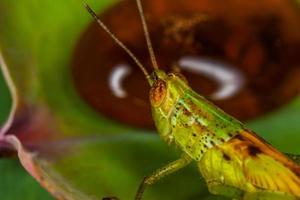 Macro of the grasshopper on leaf photo