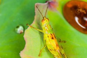 macro del saltamontes en la hoja foto