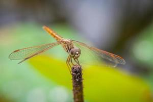 Macro of dragonfly resting on a twig photo