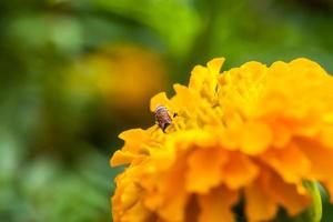 Yellow marigold flower with blurred photo