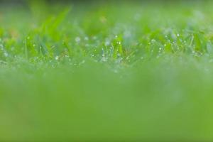 hierba verde fresca con gotas de agua foto