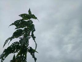 Silhouette of a tree branch on sky background photo