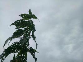 Silhouette of a tree branch on sky background photo