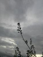 Silhouette of a tree branch on sky background photo