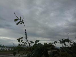 Silhouette of a tree branch on sky background photo