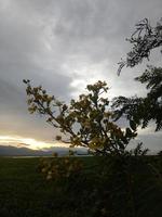 silueta de una rama de árbol en el fondo del cielo foto