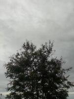 Silhouette of a tree branch on sky background photo