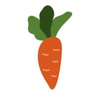 Carrot isolated on white background. Fresh vegetable vector