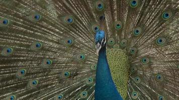 le paon indien mâle ou le paon bleu montre ses belles grandes plumes. video