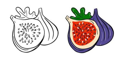 Fig cartoon illustration. Cut and whole fig with leaf composition vector