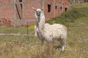 llama esperando en las afueras de la ciudad foto