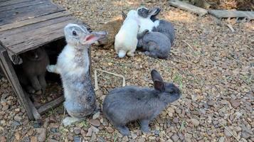 Gray cute bunny rabbit on dry brown pebbles stones outdoor. photo