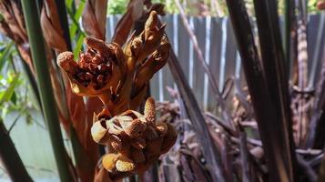 Beautiful flower of Nipa Palm - blossom in the morning with sweet aroma spreading out. photo