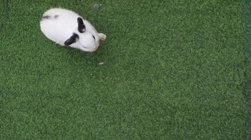 White and black cute bunny rabbit on dry green grass floor. photo