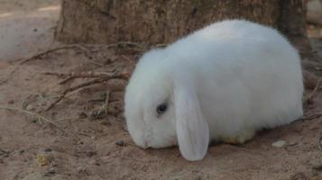 Lovely sad white fluffy and soft hare Holland lop bunny rabbit. photo