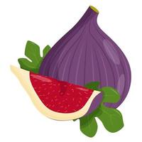 Whole fig isolated on white background. Flat vector illustration